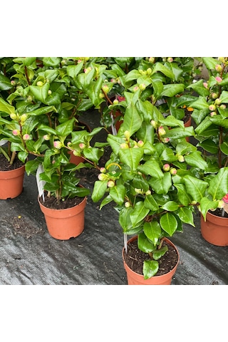 Japon Kamelyası Fidanı 'camellia Japonica'' İthal