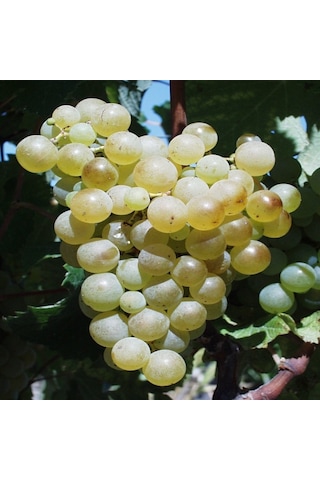 Tüplü Yöresel Tatlı Müşküle Üzüm Fidanı