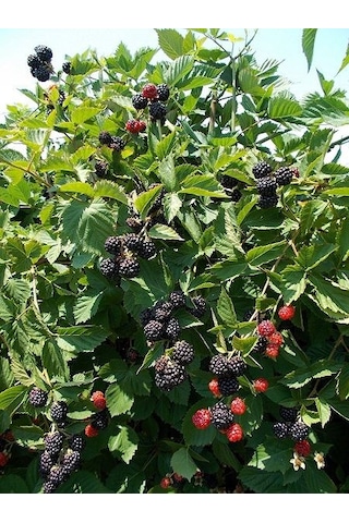 Böğürtlen Dikensiz Jumbo 2 Adet