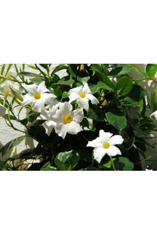 3'lü Beyaz Mandavilla Sarmaşığı Çiçeği Fidanı 40-60 Cm Saksılı Çiçekli Bodur Mandevilla