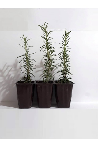 Fide Sepeti Biberiye (Rozmarin) Fidesi (3Lü Ambalaj) 334692510 Fide Sepeti Biberiye (Rozmarin) Fidesi (3Lü Ambalaj) 334692510