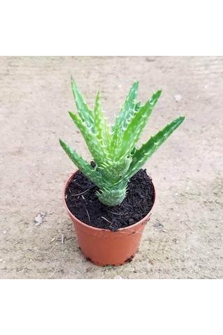 Minyatür Aloevera. 5.5 Cm Saksıda