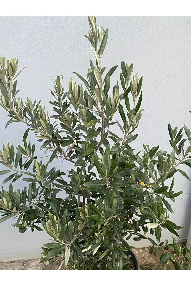 10 Yaş Gemlik Zeytin Fidanı Saksılı Canlı Ve Sağlıklı