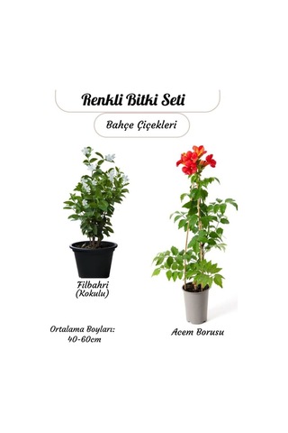 Kokulu Filbahri Çiçeği + Turuncu Renk Acem Borusu Borazan Çiçeği Sarmaşık Bitkiler,