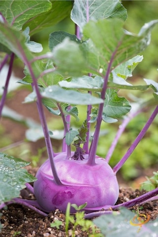 Mor Kohlrabi Tohumu Geleneksel Mor Alabaş Purple Vienna