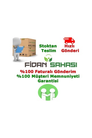 Saksıda Feijoa kaymak Ağacı Fidanı 3 Yaş - 90-110 Cm  Boy