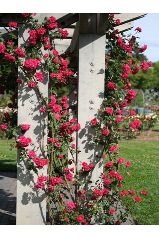 Pembe Sarmaşik Çardak Gülü 70 120 Cm 1 Adet Saksılı Dış Mekan Sarmaşık Wisteria