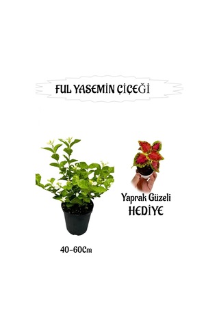 Mis Kokulu Ful Yasemin 1 Adet+yaprak Güzeli Hediyeli Peyzaj Seti