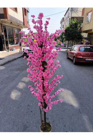 Rüzgar Yapay Çiçekçilik 175 Cm Beyaz Saksida Pembe Bahardali Ağacı Pembe