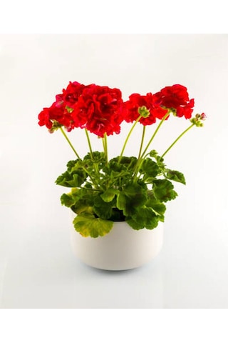 Videolu Canlı Kırmızı Premium 1 Adet Sardunya Çiçeği 15-40cm Saksılı Geranium
