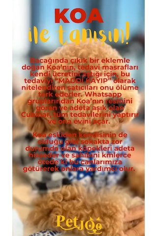 Petjoo 14.Koa Sarı-Kırmızı Qr'lı Köpek Künyesi