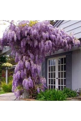 Tüplü Yoğun Kokulu Wisteria Sinensis Mor Salkım Fidanı 40-60 Cm