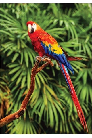 Hayal Sepeti Puzzle Papağan Kuşu Puzzle 100 Parça 24x34cm