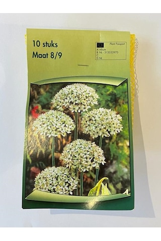 Allium Multibulbosum Lale Soğanı 10 Adet