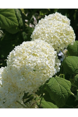 Ortanca Hydrangea Arborescens Strong Anabel 2l-40cm
