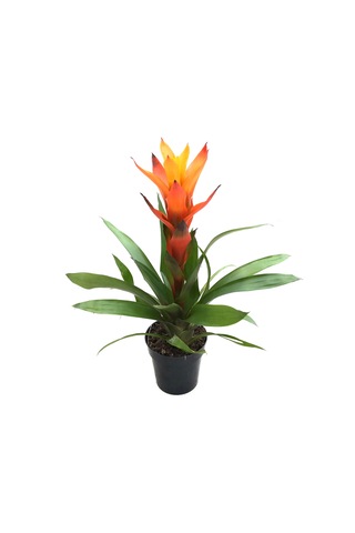 Guzmania Lingulata 'Orange' (Guzmanya) Ø12 CM Y35-40 CM