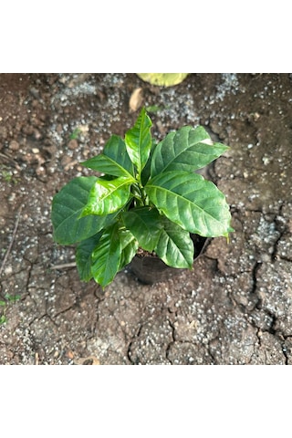 Sınırlı Stok Bourbon Kahve Fidanı Büyük Boy, Tüplü