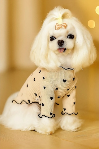 Best Golden Monkey Köpek Elbisesi "makaronka" 387080061