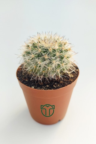 Mammillaria Hahniana Nadir Tür Kaktüs 5.5 Cm Saksida