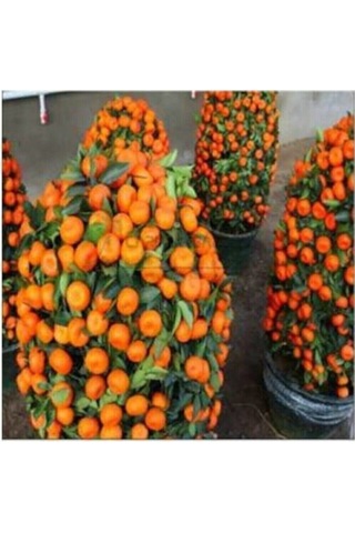 Bodur Mandalina Ağacı Tohumu 5 Adet Tohum