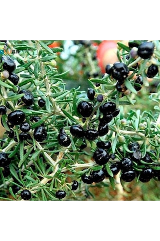 2 Adet Goji Berry Fidanı Siyah Renk Tombul Meyve Tüplü 1 Yaş 12 Ay Dikebilirsiniz....