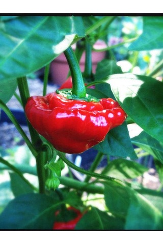 Scotch Bonnet Jamaican Red Pepper 350.000 Scoville - Gerçek Taze Acı Biber