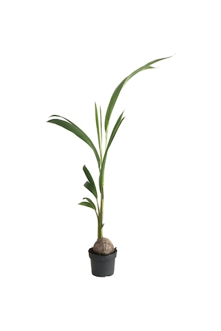 Cocos Nucifera (Hindistan Cevizi Palmiyesi)