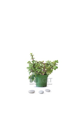 Yeşim Ağacı/filazığı Portulacaria Afra 15-20 Cm