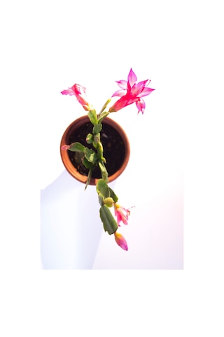 Schlumbergera Pembe Çiçek Açan Yılbaşı Çiçeği Sukulent Bitki 8 Cm Orta Boy Saksı