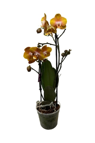 Phalaenopsis 'las Vegas' Sarı Orkide Ø12 Cm 45-50 Cm