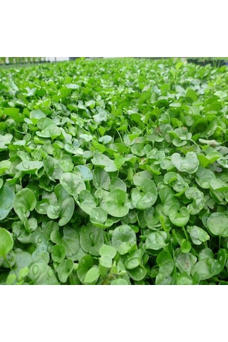Fare Kulağı Çim Tohumu Dichondra Repens 250 GR Fare Kulağı Çim Tohumu Dichondra Repens 250 GR