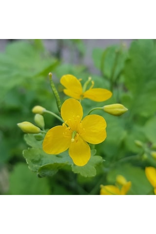 E-Fidancım Kırlangıç Otu Tohumu 5 Tohum