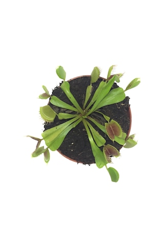 Dionaea Muscipula (Sinek Kapan Bitkisi) Ø8,5 CM Y0-10 CM