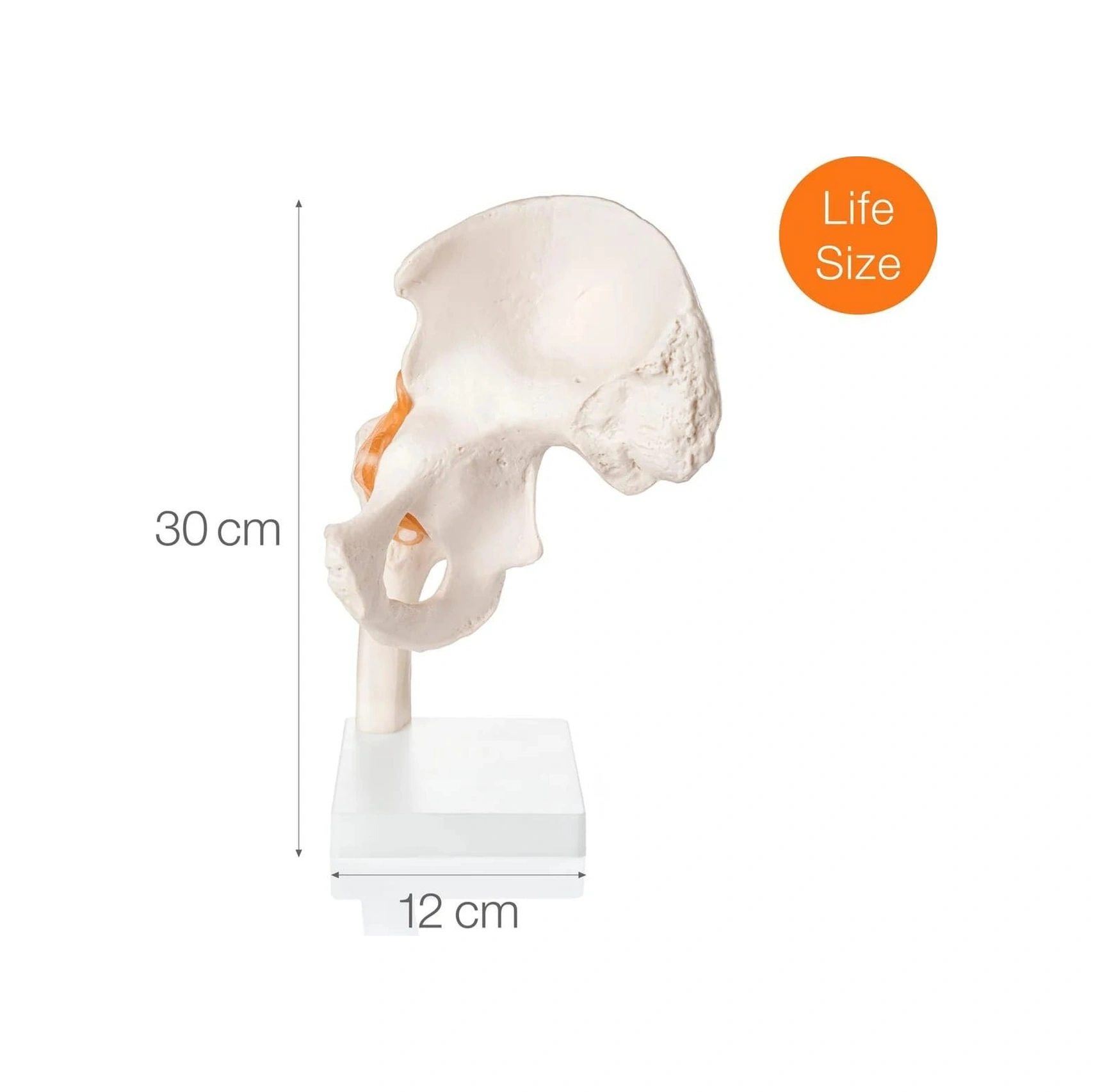 Kalça Eklemi Modeli