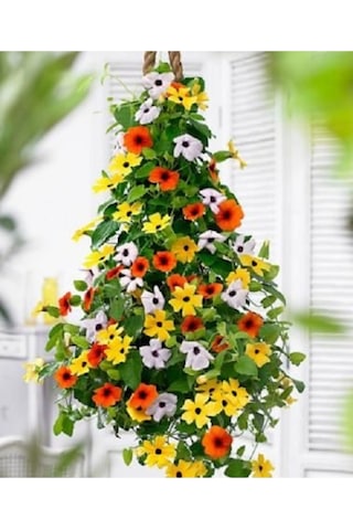 Karagözlü Suzan Sarmaşığı Tohumu Thunbergia Karagözlü Suzan Sarmaşığı 5 Tohum