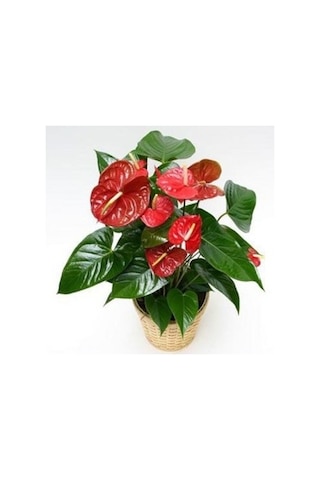 Saksı Çiçek Gübresi 1 KG Sıvı Organik Gübre (Sebze/Meyve Için)