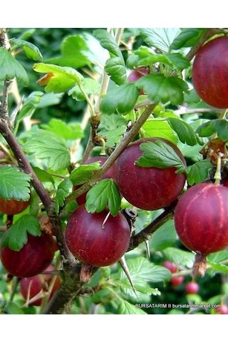 Bektaşi Üzümü Kırmızı+siyah 2 Adet