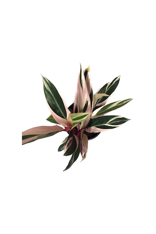 Calathea Triostar (Dua Çiçeği) Ø12 CM Y30-35 CM