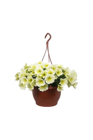 Kırmızı Begonvil 40-80cm +sarı Petunya Çiçeği 20-30cm +2lt Curf Dekoratif Taş 3'lü Peyzaj Seti