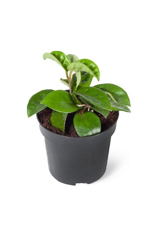 Hoya Mum Çiçeği Açık Pembe 15-20 Cm Mini