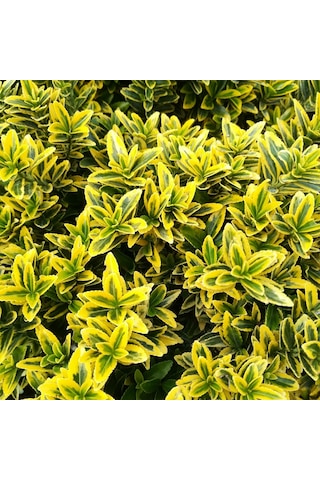 Altuni Çıtır Taflan - Euonymus Microphyllus Pulchellus Aureus Celastraceae 3 Adet