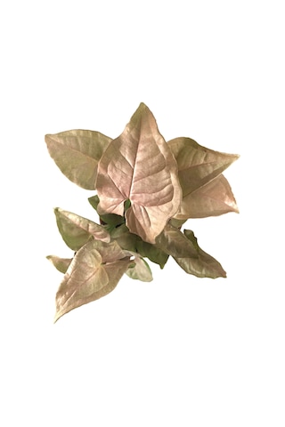 Syngonium Podophyllum 'Pink' (Melek Kanadı Çiçeği) Ø5,5 CM Y0-10 CM