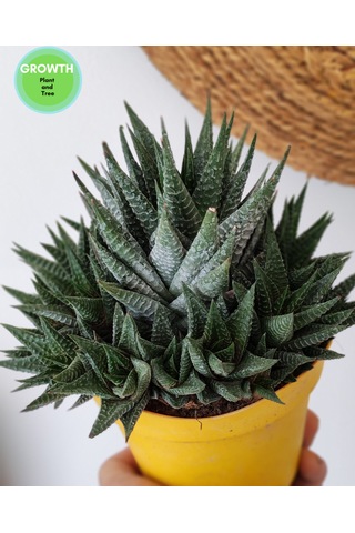 Haworthia Fasciata 1 Adet