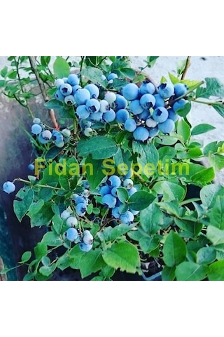 2 Yaş Chandler Yaban Mersini Fidanı