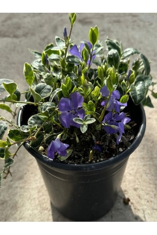Vinca Mor Renk Cezayir Menekşesi 20-40cm Saklısı