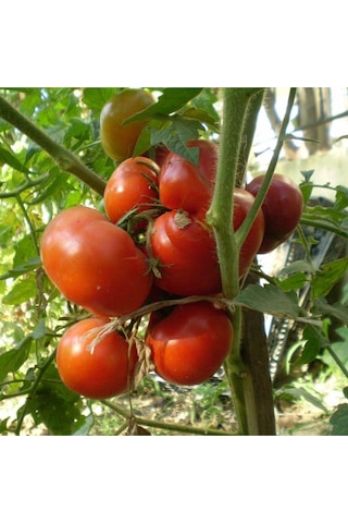 Expres Tohumculuk Tarla Domates Tohumu Yerli Domates Tohumu 100 Adet Tohum