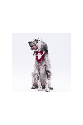 Pawstar Bordo Smokin Kedi Köpek Fuları Pet Bandanası