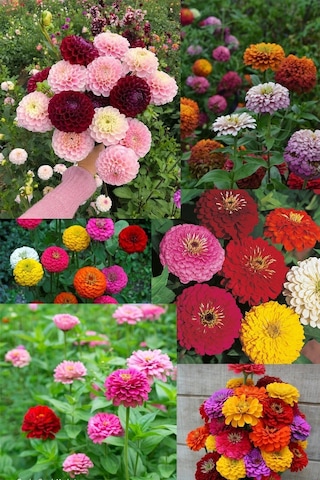 Lilliput Zinnia Tohumu Bodur Top Çiçekli Karışım Kirli Hanım Çiçeği