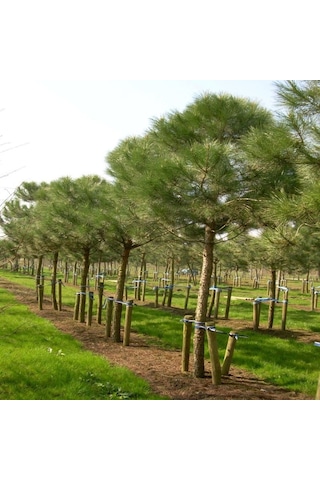 Tüplü Pinus Pinea Fıstık Çamı Fidanı
