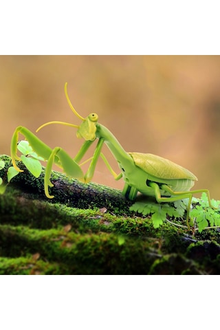 Sunman Uzaktan Kumandalı Mantis
